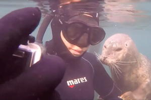 「我們一起自拍！」潛水巧遇超可愛小海獅，牠們黏著潛水員的樣子實在超萌....真讓人完全融化！（影片）