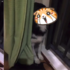 狗狗自知闖大禍躲窗簾下，主人一翻開看到狗狗的表情頓時大笑！汪：「我已看透紅塵，要殺要剮隨便你。」
