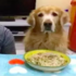 為了證明家裡的黃金獵犬不是吃貨，主人做了個試驗...結果主人自己也呆了～ (*´艸`*)