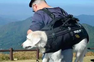 黃金獵犬從小癱瘓，主人把牠背在背上看世界整整十年：「我們要一起去看更多地方。」