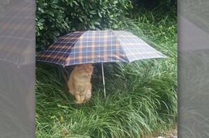 捨不得浪浪淋雨，超暖心網友捐出愛心傘給喵喵....真的讓人超感動！！！