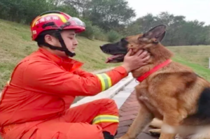 感人！「我退伍了，想帶上我的搜救犬戰友，可以嗎？」，消防勇士這句話暖哭網友！