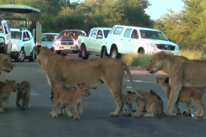 南非塞「獅」了！一群獅子佔據馬路阻擋車子通行 完全沒有離開的意思