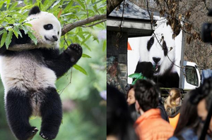 根本明星的待遇！旅美熊貓回國坐「超級頭等艙」，超多粉絲相送捨不得！