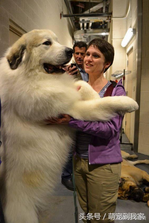 為什麼庇里牛斯山犬叫做 大白熊 因為根本就是白色放大版抱抱