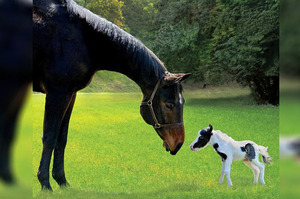 「大家好我是世界上最小隻的馬！」看著牠在草地蹦蹦跳跳的樣子...真的超級可愛的啦！