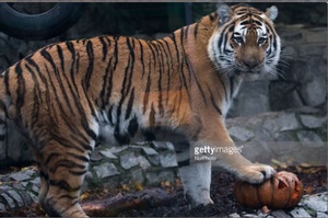 「你在開我玩笑！？」動物園萬聖節送老虎「南瓜」！......虎爺表示：「不想活啦！！」