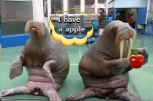 「我的蘋果咧...」極地館海象跳起PPAP，落拍、忘記動作的樣子讓網友全笑翻惹！(影)