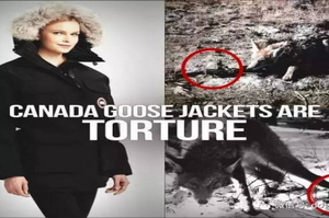 華麗美服背後是血淋淋真相！知名羽絨服品牌「Canada Goose」殘忍殺戮取狼毛製衣！