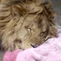 無知飼主狠丟幼獅，但牠卻仍緊握有著主人感覺的臭被被...