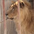 被關在倒閉的動物園沒有食物吃，獅子和熊無助等待救援的樣子....人類真的很可惡！（影片）