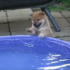 水水怪怪，寶寶怕怕～小柴犬不敢下水游泳的樣子太爆笑啦！