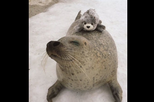 「馬麻會讓你幸福的~~」飼育員送給海豹一隻玩偶，牠接下來超可愛的反應....網友表示：「我要融化啦！」