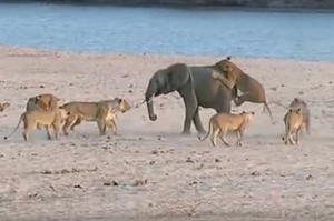 14隻獅子圍毆攻擊，小象的反應讓所有人驚呆！（附影片）