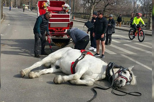 載客到一半，馬兒呼吸急促倒地不起...車伕表示：「牠是跌倒不是累倒！」