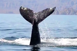 出海遊玩發現「巨型鯨魚」被漁網困住幾乎死掉，這家人的反應....真的讓所有人狂拍手叫好！（影片）