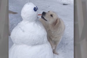 「這雪人的鼻子可以吃!!!!!!」汪汪突然咬掉雪人鼻子實在太爆笑...雪人表示：「你有想過我的心情嗎!!!」（影片）