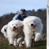 看完愛斯基摩犬拉雪橇後千萬別看哈士奇！畫面太慘不忍睹了！