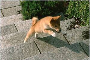別再讓狗狗爬樓梯啦，雖然讓主人輕鬆不少，卻是超級危險的！你知道嗎？