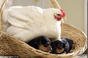 慈祥母雞把小狗狗當小雞一樣照顧，牠用心幫小汪汪保暖的樣子....讓人完全融化！！