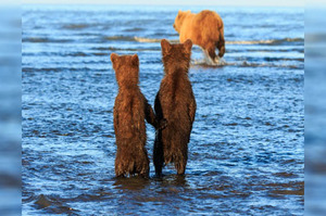 「底迪等等魚先給你吃唷！」馬麻下水去捕魚，兩隻小熊牽手在岸邊等待的模樣...真的超級溫馨！