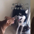 哈士奇和比特犬打架，哈士奇突然使用大絕招「親了下去」瞬間制服比特犬！