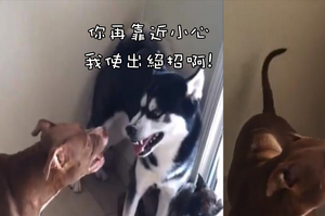 哈士奇和比特犬打架，哈士奇突然使用大絕招「親了下去」瞬間制服比特犬！