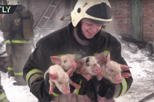 「差點被成烤乳豬！！」英勇消防隊員從火場救出小豬的畫面...真的讓人覺得可愛又超感動！（影片）