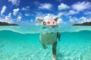 巴哈馬「七隻」出名的「游泳豬」不幸死亡，全因遊客餵食「酒精」。