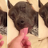  主人趁愛犬睡覺時拉牠舌頭~汪星人的反應令人笑到噴飯！