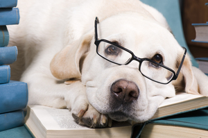 10個世界上最聰明的狗狗排行榜出爐囉！快來看看你家狗狗有沒有登上狀元榜吧