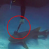 頭上被插刀，小鯊魚向潛水員求救！不僅乖乖讓人取出刀子，更開心的表示牠的感謝！！(附影片）