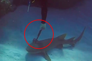 頭上被插刀，小鯊魚向潛水員求救！不僅乖乖讓人取出刀子，更開心的表示牠的感謝！！(附影片）
