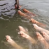 超大群黃金獵犬游泳！牠們跟主人一起在水中玩的畫面....真的超壯觀又超療癒！（影片）
