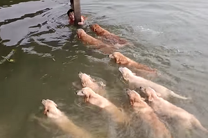 超大群黃金獵犬游泳！牠們跟主人一起在水中玩的畫面....真的超壯觀又超療癒！（影片）