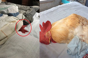 「起床！該換我睡惹！」這隻公雞叫主人起床後立刻倒頭就睡，牠躲在棉被露出小雞冠的樣子...真的太可愛了！