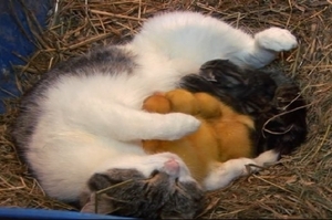 貓媽媽剛生出一窩小貓不到幾小時，看到三隻剛孵出黃色小鴨直接順便收編！