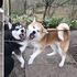 哈士奇與秋田犬對上了！兩邊張牙舞爪互相挑釁，表情看似嚇人實則是在搞笑吧！？