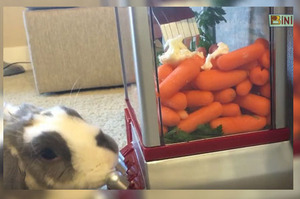 這隻兔兔玩夾娃娃機的技術比人類還強，看牠吃的津津有味的模樣...真的超級可愛！(影片)