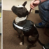 打破負面印象！警察驕傲訓練流浪比特犬成為緝毒犬，給予狗狗生命中的新開始！