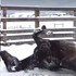馬看到雪興奮地跟狗一樣打滾，牠們瘋狂在雪地上玩樂的樣子...真的讓人完全融化！（影片）