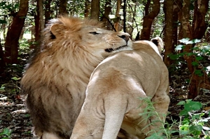 前馬戲團雄獅有著痛苦過去，到保育中心後愛上有著同樣經歷的母獅！