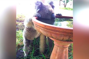 越來越多無尾熊被渴死，所以有人發明了特殊的飲水機幫助牠們！
