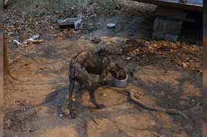 驚！這是什麼生物？ 與「鐵鍊共存4年」的可憐毛孩，一生中只見過鐵鍊範圍內的世界！