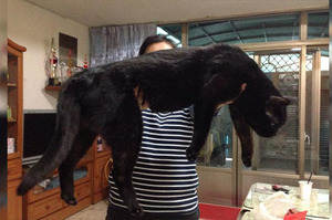 「這麼大隻要怎麼踏踏XD」想徵求其他大貓咪的照片，卻意外讓19歲黑貓爆紅...網友表示：「這明明就是黑豹XD」