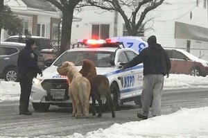 暴風雪中翹家的兩匹小馬，警察伯伯護送他們回家！揪甘心～