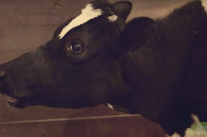 母牛到了保育中心一直哭不停食不下嚥，直到她的小孩也被送了過來