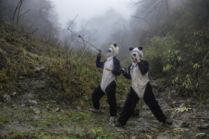 這些有點嚇人的保護員，穿著沾過熊貓尿的衣服努力地工作著！