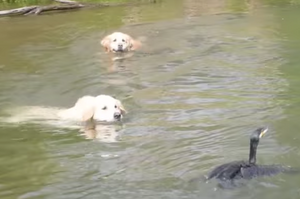 「今天的晚餐!!!」黃金獵犬游泳追「鵜鶘」實在超可愛....網友笑噴：「能不能加菜就看這次惹！」（影片）