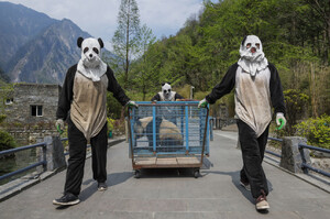 四川臥龍大熊貓保育區出奇招，野放熊貓前保育人員「超犧牲」